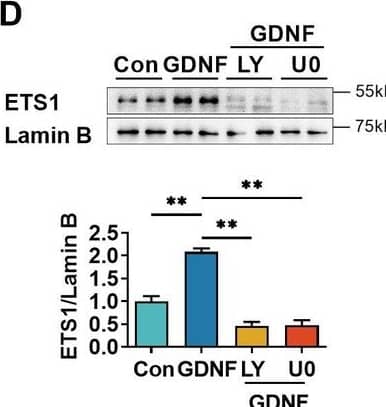 Glial cell line-derived neurotrophic factor (GDNF)-induced VE-cadherin expression in hCMEC/D3 cells by activating the PI3K/AKT/ETS1 and MAPK/ERK/ETS1 pathways. Effects of US-CM and GDNF on total (A) and nuclear (B) ETS1 expression. Effects of LY and U0 on 200 pg/ml GDNF-induced total (C) and nuclear (D) ETS1 expression. Expression levels of total (E) and the nuclear ETS1 (F) in hCMEC/D3 cells after knocking down ETS1 with siRNA (siETS1). (G) Effects of GDNF and siETS1 on the expression of VE-cadherin and claudin-5. The above data are shown as the mean ± SEM. Four biological replicates per group. One technical replicate for each biological replicate. *p < 0.05; **p < 0.01 by one-way ANOVA test followed by Fisher’s LSD test. Figure 5—source data 1.The western blot raw images in Figure 5.Figure 5—source data 2.The labeled western blot images in Figure 5.Figure 5—source data 3.Excel file containing summary data and data analysis of Figure 5.The western blot raw images in Figure 5.The labeled western blot images in Figure 5.Excel file containing summary data and data analysis of Figure 5. Image collected and cropped by CiteAb from the following open publication (//elifesciences.org/articles/96161), licensed under a CC-BY license. Not internally tested by R&D Systems.