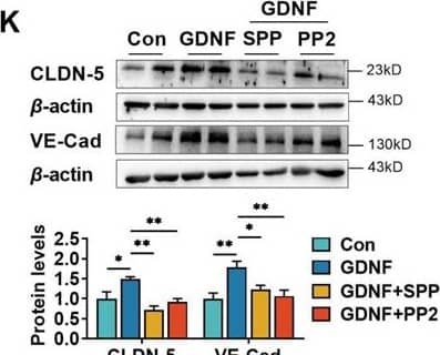 Neurons and astrocytes upregulated claudin-5 and VE-cadherin expression in hCMEC/D3 cells due to glial cell line-derived neurotrophic factor (GDNF) secretion. Effects of 3 μM RET tyrosine kinase inhibitor SSP-86 (SPP), and 5 μM Src family kinases inhibitor PP2 on the upregulation of claudin-5 and VE-cadherin induced by 200 pg/mL GDNF (K). Image collected and cropped by CiteAb from the following open publication (//elifesciences.org/articles/96161), licensed under a CC-BY license. Not internally tested by R&D Systems.