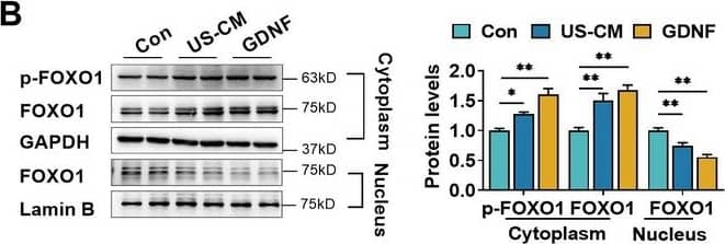 Glial cell line-derived neurotrophic factor (GDNF) induced the claudin-5 expression in hCMEC/D3 cells by activating the PI3K/AKT/FOXO1 pathway. Effects of US-CM and GDNF on the cytoplasmic p-FOXO1, cytoplasmic FOXO1, and nuclear FOXO1 expression (B). Image collected and cropped by CiteAb from the following open publication (//elifesciences.org/articles/96161), licensed under a CC-BY license. Not internally tested by R&D Systems.