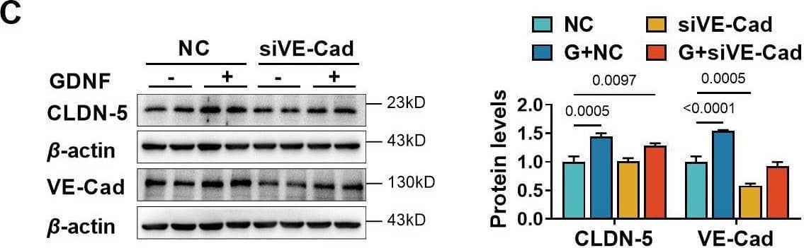 The contribution of VE-cadherin on the glial cell line-derived neurotrophic factor (GDNF)-induced claudin-5 expression. Effects of the VE-cadherin siRNA (siVE-Cad) on mRNA expression of VE-cadherin (A) and claudin-5 (B). Effects of siVE-Cad and GDNF on claudin-5 and VE-cadherin protein expression (C). NC: negative control plasmids. The above data are shown as the mean ± SEM. Four biological replicates per group. Two technical replicates for A and B and one technical replicate for C. Statistical significance was determined using unpaired t-test or one-way ANOVA test followed by Fisher’s LSD test. Figure 4—figure supplement 1—source data 1.The western blot raw images in Figure 4—figure supplement 1.Figure 4—figure supplement 1—source data 2.The labeled western blot images in Figure 4—figure supplement 1.Figure 4—figure supplement 1—source data 3.Excel file containing summary data and data analysis of Figure 4—figure supplement 1.The western blot raw images in Figure 4—figure supplement 1.The labeled western blot images in Figure 4—figure supplement 1.Excel file containing summary data and data analysis of Figure 4—figure supplement 1. Image collected and cropped by CiteAb from the following open publication (//elifesciences.org/articles/96161), licensed under a CC-BY license. Not internally tested by R&D Systems.