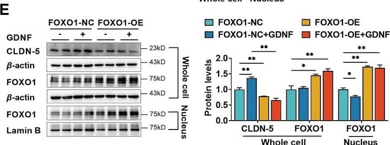 Glial cell line-derived neurotrophic factor (GDNF) induced the claudin-5 expression in hCMEC/D3 cells by activating the PI3K/AKT/FOXO1 pathway. (E) Effects of FOXO1 overexpression (FOXO1-OE) and GDNF on the expression levels of claudin-5, total FOXO1, and nuclear FOXO1. FOXO1-NC: negative control plasmids. Image collected and cropped by CiteAb from the following open publication (//elifesciences.org/articles/96161), licensed under a CC-BY license. Not internally tested by R&D Systems.