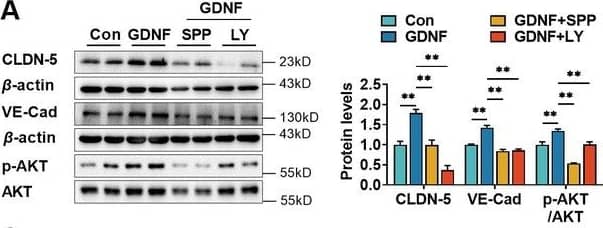 Glial cell line-derived neurotrophic factor (GDNF)-induced claudin-5 & VE-cadherin expression in hCMEC/D3  by activating the PI3K/AKT & MAPK/ERK signaling.(A) Effects of 3 μM LY294002 (LY) on levels of claudin-5, VE-cadherin, & p-AKT/AKT in hCMEC/D3  stimulated by 200 pg/ml GDNF. (B) Effects of 2 μM U0126 (U0) on levels of claudin-5, VE-cadherin, & p-ERK/ERK in hCMEC/D3  stimulated by 200 pg/ml GDNF. (C) Effects of 5 μM SP600125 (SP) on levels of claudin-5, VE-cadherin, & p-JNK/JNK in hCMEC/D3  stimulated by 200 pg/ml GDNF. (D) Effects of 2 μM SB203580 (SB) on levels of claudin-5, VE-cadherin, & p-p38/p38 in hCMEC/D3  stimulated by 200 pg/ml GDNF. (E) Effects of anti-GDNF antibody on GDNF-induced p-AKT/AKT & p-ERK/ERK ratios. (F) Effects of 3 μM LY on levels of claudin-5, VE-cadherin, & p-AKT/AKT in hCMEC/D3  stimulated by US-CM. (G) Effects of 2 μM U0 on levels of claudin-5, VE-cadherin, & p-ERK/ERK in hCMEC/D3  stimulated by US-CM. (H) Effects of 5 μM SP on levels of claudin-5, VE-cadherin, & p-JNK/JNK in hCMEC/D3  stimulated by US-CM. (I) Effects of 2 μM SB on levels of claudin-5, VE-cadherin, & p-p38/p38 in hCMEC/D3  stimulated by US-CM. (J) Effects of anti-GDNF antibody on US-CM-induced p-AKT/AKT & p-ERK/ERK ratios. The above data are shown as the mean ± SEM. Four biological replicates per group. One technical replicate per biological replicate. *p < 0.05; **p < 0.01 by one-way ANOVA test followed by Fisher’s LSD test or Welch’s ANOVA test. Figure 3—source data 1.The WB raw images in Figure 3.Figure 3—source data 2.The labeled WB images in Figure 3.Figure 3—source data 3.Excel file containing summary data & data analysis of Figure 3.The WB raw images in Figure 3.The labeled WB images in Figure 3.Excel file containing summary data & data analysis of Figure 3. Image collected & cropped by CiteAb from the following open publication (//elifesciences.org/articles/96161), licensed under a CC-BY license. Not internally tested by R&D Systems.