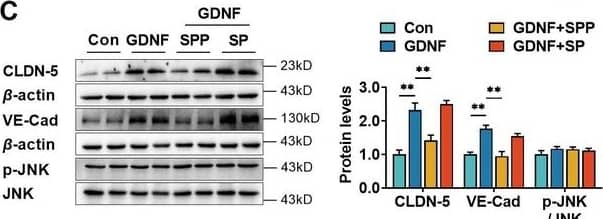 Glial cell line-derived neurotrophic factor (GDNF)-induced claudin-5 & VE-cadherin expression in hCMEC/D3  by activating the PI3K/AKT & MAPK/ERK signaling.(A) Effects of 3 μM LY294002 (LY) on levels of claudin-5, VE-cadherin, & p-AKT/AKT in hCMEC/D3  stimulated by 200 pg/ml GDNF. (B) Effects of 2 μM U0126 (U0) on levels of claudin-5, VE-cadherin, & p-ERK/ERK in hCMEC/D3  stimulated by 200 pg/ml GDNF. (C) Effects of 5 μM SP600125 (SP) on levels of claudin-5, VE-cadherin, & p-JNK/JNK in hCMEC/D3  stimulated by 200 pg/ml GDNF. (D) Effects of 2 μM SB203580 (SB) on levels of claudin-5, VE-cadherin, & p-p38/p38 in hCMEC/D3  stimulated by 200 pg/ml GDNF. (E) Effects of anti-GDNF antibody on GDNF-induced p-AKT/AKT & p-ERK/ERK ratios. (F) Effects of 3 μM LY on levels of claudin-5, VE-cadherin, & p-AKT/AKT in hCMEC/D3  stimulated by US-CM. (G) Effects of 2 μM U0 on levels of claudin-5, VE-cadherin, & p-ERK/ERK in hCMEC/D3  stimulated by US-CM. (H) Effects of 5 μM SP on levels of claudin-5, VE-cadherin, & p-JNK/JNK in hCMEC/D3  stimulated by US-CM. (I) Effects of 2 μM SB on levels of claudin-5, VE-cadherin, & p-p38/p38 in hCMEC/D3  stimulated by US-CM. (J) Effects of anti-GDNF antibody on US-CM-induced p-AKT/AKT & p-ERK/ERK ratios. The above data are shown as the mean ± SEM. Four biological replicates per group. One technical replicate per biological replicate. *p < 0.05; **p < 0.01 by one-way ANOVA test followed by Fisher’s LSD test or Welch’s ANOVA test. Figure 3—source data 1.The WB raw images in Figure 3.Figure 3—source data 2.The labeled WB images in Figure 3.Figure 3—source data 3.Excel file containing summary data & data analysis of Figure 3.The WB raw images in Figure 3.The labeled WB images in Figure 3.Excel file containing summary data & data analysis of Figure 3. Image collected & cropped by CiteAb from the following open publication (//elifesciences.org/articles/96161), licensed under a CC-BY license. Not internally tested by R&D Systems.