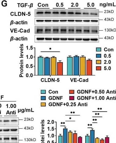 Neurons and astrocytes upregulated claudin-5 and VE-cadherin expression in hCMEC/D3 cells due to glial cell line-derived neurotrophic factor (GDNF) secretion. Effects of TGF-beta  (G) on the expression of claudin-5 and VE-cadherin. The dosages have been marked in the figure. Image collected and cropped by CiteAb from the following open publication (//elifesciences.org/articles/96161), licensed under a CC-BY license. Not internally tested by R&D Systems.