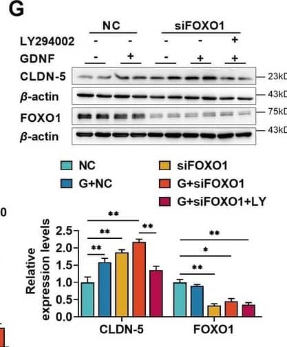 Glial cell line-derived neurotrophic factor (GDNF) induced the claudin-5 expression in hCMEC/D3 cells by activating the PI3K/AKT/FOXO1 pathway. (G) Effects of LY on the claudin-5 expression upregulated by siFOXO1. The above data are shown as the mean± SEM. Four biological replicates per group. One technical replicate for each biological replicate. *p < 0.05; **p < 0.01 by one-way ANOVA test followed by Fisher’s LSD test, Welch’s ANOVA test, or Kruskal–Wallis test. Image collected and cropped by CiteAb from the following open publication (//elifesciences.org/articles/96161), licensed under a CC-BY license. Not internally tested by R&D Systems.