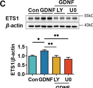 Glial cell line-derived neurotrophic factor (GDNF)-induced VE-cadherin expression in hCMEC/D3 cells by activating the PI3K/AKT/ETS1 and MAPK/ERK/ETS1 pathways. Effects of US-CM and GDNF on total (A) and nuclear (B) ETS1 expression. Effects of LY and U0 on 200 pg/ml GDNF-induced total (C) and nuclear (D) ETS1 expression. Expression levels of total (E) and the nuclear ETS1 (F) in hCMEC/D3 cells after knocking down ETS1 with siRNA (siETS1). (G) Effects of GDNF and siETS1 on the expression of VE-cadherin and claudin-5. The above data are shown as the mean ± SEM. Four biological replicates per group. One technical replicate for each biological replicate. *p < 0.05; **p < 0.01 by one-way ANOVA test followed by Fisher’s LSD test. Figure 5—source data 1.The western blot raw images in Figure 5.Figure 5—source data 2.The labeled western blot images in Figure 5.Figure 5—source data 3.Excel file containing summary data and data analysis of Figure 5.The western blot raw images in Figure 5.The labeled western blot images in Figure 5.Excel file containing summary data and data analysis of Figure 5. Image collected and cropped by CiteAb from the following open publication (//elifesciences.org/articles/96161), licensed under a CC-BY license. Not internally tested by R&D Systems.