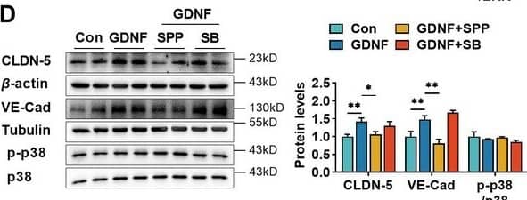 Glial cell line-derived neurotrophic factor (GDNF)-induced claudin-5 & VE-cadherin expression in hCMEC/D3  by activating the PI3K/AKT & MAPK/ERK signaling.(A) Effects of 3 μM LY294002 (LY) on levels of claudin-5, VE-cadherin, & p-AKT/AKT in hCMEC/D3  stimulated by 200 pg/ml GDNF. (B) Effects of 2 μM U0126 (U0) on levels of claudin-5, VE-cadherin, & p-ERK/ERK in hCMEC/D3  stimulated by 200 pg/ml GDNF. (C) Effects of 5 μM SP600125 (SP) on levels of claudin-5, VE-cadherin, & p-JNK/JNK in hCMEC/D3  stimulated by 200 pg/ml GDNF. (D) Effects of 2 μM SB203580 (SB) on levels of claudin-5, VE-cadherin, & p-p38/p38 in hCMEC/D3  stimulated by 200 pg/ml GDNF. (E) Effects of anti-GDNF antibody on GDNF-induced p-AKT/AKT & p-ERK/ERK ratios. (F) Effects of 3 μM LY on levels of claudin-5, VE-cadherin, & p-AKT/AKT in hCMEC/D3  stimulated by US-CM. (G) Effects of 2 μM U0 on levels of claudin-5, VE-cadherin, & p-ERK/ERK in hCMEC/D3  stimulated by US-CM. (H) Effects of 5 μM SP on levels of claudin-5, VE-cadherin, & p-JNK/JNK in hCMEC/D3  stimulated by US-CM. (I) Effects of 2 μM SB on levels of claudin-5, VE-cadherin, & p-p38/p38 in hCMEC/D3  stimulated by US-CM. (J) Effects of anti-GDNF antibody on US-CM-induced p-AKT/AKT & p-ERK/ERK ratios. The above data are shown as the mean ± SEM. Four biological replicates per group. One technical replicate per biological replicate. *p < 0.05; **p < 0.01 by one-way ANOVA test followed by Fisher’s LSD test or Welch’s ANOVA test. Figure 3—source data 1.The WB raw images in Figure 3.Figure 3—source data 2.The labeled WB images in Figure 3.Figure 3—source data 3.Excel file containing summary data & data analysis of Figure 3.The WB raw images in Figure 3.The labeled WB images in Figure 3.Excel file containing summary data & data analysis of Figure 3. Image collected & cropped by CiteAb from the following open publication (//elifesciences.org/articles/96161), licensed under a CC-BY license. Not internally tested by R&D Systems.