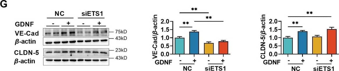 Glial cell line-derived neurotrophic factor (GDNF)-induced VE-cadherin expression in hCMEC/D3 cells by activating the PI3K/AKT/ETS1 and MAPK/ERK/ETS1 pathways. Effects of US-CM and GDNF on total (A) and nuclear (B) ETS1 expression. Effects of LY and U0 on 200 pg/ml GDNF-induced total (C) and nuclear (D) ETS1 expression. Expression levels of total (E) and the nuclear ETS1 (F) in hCMEC/D3 cells after knocking down ETS1 with siRNA (siETS1). (G) Effects of GDNF and siETS1 on the expression of VE-cadherin and claudin-5. The above data are shown as the mean ± SEM. Four biological replicates per group. One technical replicate for each biological replicate. *p < 0.05; **p < 0.01 by one-way ANOVA test followed by Fisher’s LSD test. Figure 5—source data 1.The western blot raw images in Figure 5.Figure 5—source data 2.The labeled western blot images in Figure 5.Figure 5—source data 3.Excel file containing summary data and data analysis of Figure 5.The western blot raw images in Figure 5.The labeled western blot images in Figure 5.Excel file containing summary data and data analysis of Figure 5. Image collected and cropped by CiteAb from the following open publication (//elifesciences.org/articles/96161), licensed under a CC-BY license. Not internally tested by R&D Systems.