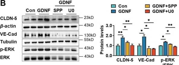Glial cell line-derived neurotrophic factor (GDNF)-induced claudin-5 & VE-cadherin expression in hCMEC/D3  by activating the PI3K/AKT & MAPK/ERK signaling.(A) Effects of 3 μM LY294002 (LY) on levels of claudin-5, VE-cadherin, & p-AKT/AKT in hCMEC/D3  stimulated by 200 pg/ml GDNF. (B) Effects of 2 μM U0126 (U0) on levels of claudin-5, VE-cadherin, & p-ERK/ERK in hCMEC/D3  stimulated by 200 pg/ml GDNF. (C) Effects of 5 μM SP600125 (SP) on levels of claudin-5, VE-cadherin, & p-JNK/JNK in hCMEC/D3  stimulated by 200 pg/ml GDNF. (D) Effects of 2 μM SB203580 (SB) on levels of claudin-5, VE-cadherin, & p-p38/p38 in hCMEC/D3  stimulated by 200 pg/ml GDNF. (E) Effects of anti-GDNF antibody on GDNF-induced p-AKT/AKT & p-ERK/ERK ratios. (F) Effects of 3 μM LY on levels of claudin-5, VE-cadherin, & p-AKT/AKT in hCMEC/D3  stimulated by US-CM. (G) Effects of 2 μM U0 on levels of claudin-5, VE-cadherin, & p-ERK/ERK in hCMEC/D3  stimulated by US-CM. (H) Effects of 5 μM SP on levels of claudin-5, VE-cadherin, & p-JNK/JNK in hCMEC/D3  stimulated by US-CM. (I) Effects of 2 μM SB on levels of claudin-5, VE-cadherin, & p-p38/p38 in hCMEC/D3  stimulated by US-CM. (J) Effects of anti-GDNF antibody on US-CM-induced p-AKT/AKT & p-ERK/ERK ratios. The above data are shown as the mean ± SEM. Four biological replicates per group. One technical replicate per biological replicate. *p < 0.05; **p < 0.01 by one-way ANOVA test followed by Fisher’s LSD test or Welch’s ANOVA test. Figure 3—source data 1.The WB raw images in Figure 3.Figure 3—source data 2.The labeled WB images in Figure 3.Figure 3—source data 3.Excel file containing summary data & data analysis of Figure 3.The WB raw images in Figure 3.The labeled WB images in Figure 3.Excel file containing summary data & data analysis of Figure 3. Image collected & cropped by CiteAb from the following open publication (//elifesciences.org/articles/96161), licensed under a CC-BY license. Not internally tested by R&D Systems.