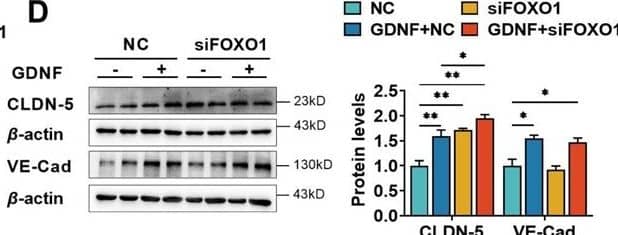 Glial cell line-derived neurotrophic factor (GDNF) induced the claudin-5 expression in hCMEC/D3 cells by activating the PI3K/AKT/FOXO1 pathway. The expression levels of claudin-5, and VE-cadherin (D) in hCMEC/D3 cells transfected with FOXO1 siRNA (siFOXO1). NC: negative control. Image collected and cropped by CiteAb from the following open publication (//elifesciences.org/articles/96161), licensed under a CC-BY license. Not internally tested by R&D Systems.