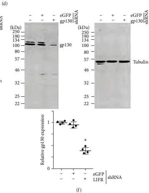 OxLDL stimulates SMC migration and proliferation via CT-1 induction. (a, b) OxLDL stimulates CT-1 mRNA expression and secretion. Quiescent SMCs treated with OxLDL for the indicated periods were analyzed for CT-1 mRNA expression by RT-qPCR and its secreted levels in equal amounts of culture supernatants by ELISA. nLDL served as a control. (c–f) CT-1 stimulates SMC migration and proliferation via LIFR and gp130. SMCs were transduced with validated lentiviral LIFR or gp130 shRNA, made quiescent, and exposed to CT-1. Cell proliferation after 48 hr (c) and migration after 18 hr (d) were analyzed by CyQUANT GR dye assay and Boyden chamber assay, respectively. The inset in (d) shows representative images of Matrigel™ transwell invasion. Knockdown of LIFR and gp130 was confirmed by western blotting (e, f), and summarized semiquantification of the intensity of immunoreactive bands is shown in the lower panels. (g, h), Preincubation with neutralizing anti-LIFR or anti-gp130 antibodies blunt CT-1-induced SMC proliferation and migration. The inset in (h) shows representative images of Matrigel™ transwell invasion. (a–d, g, h)  ∗0.05,  ∗∗P < 0.01 versus nLDL (n = 4 or 5); (e, f)  ∗P < 0.05 versus eGFP shRNA (n = 3). Image collected and cropped by CiteAb from the following open publication (//pubmed.ncbi.nlm.nih.gov/37830075), licensed under a CC-BY license. Not internally tested by R&D Systems.