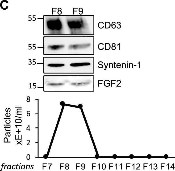 FGF2 is found at the outer surface of EVs secreted by dermal fibroblasts cultured in FGF2-containing medium. (A) FGF2, syntenin-1 and CD63 expression in DF cells and EV lysate (20 μg) was examined by western blot. Three isoforms of endogenous FGF2 were present in DF cells while FGF2-EVs contained the low molecular weight FGF2 isoform corresponding to recombinant FGF2. Original blots are shown in Suppl. Information. (B) Cells were cultured in the presence of His-tagged FGF2; western blot with 15 μg lysate and using anti-His antibody revealed the presence of His-FGF2 in secreted EVs. A shift in FGF2 size was also observed. Syntenin-1 was used as EV marker. Original blots are shown in Suppl. Information. (C) FGF2-EVs were loaded on a SEC column and collected fractions 8 and 9 (3E + 9p) were analyzed by western blot using antibodies for FGF2 and the EV markers CD63, CD81 and syntenin-1. Original blots are shown in Suppl. Information. For quantification, fractions were also analyzed by NTA. (D) FGF2 detection in FGF2-EVs by ELISA assay. Intact CTL- and FGF2-EVs (8E + 8p) were directly placed on FGF2 ELISA wells for external surface detection. FGF2-EVs were also treated with 0.1% triton and analyzed to detect internal FGF2. No FGF2 signal was detected in CTL-EVs. (E) FGF2 expression on FGF2-EVs was detected by flow cytometry. EVs were coupled to latex beads and labeled with FGF2 antibody before analysis by cytometry. Beads without EVs (beads) and beads labelled with goat IgG antibody (IgG) serve as negative controls. A representative plot is shown. Image collected and cropped by CiteAb from the following open publication (//pubmed.ncbi.nlm.nih.gov/36550142), licensed under a CC-BY license. Not internally tested by R&D Systems.