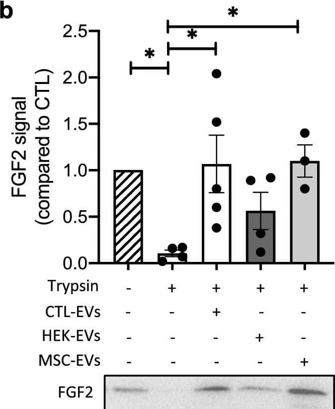 EV-bound FGF2 is protected from degradation. (A) Effect of EV binding on FGF2 thermal stability. FGF2 (10 ng/ml), alone or after incubation with EVs (8E + 8p) from different cell types for 1 h on ice, was placed at 37 °C for 24 h to challenge FGF2 thermal stability. Residual FGF2 activity was determined by (a) proliferation assay by BrDU incorporation and (b) ELISA assay to measure ESM-1 secretion. EVs from DF, MSC, HEK cells were tested. Results are mean ± SE of four independent experiments. Statistical significance was determined by one-way ANOVA (Dunnett’s multiple test), *< 0.05, **< 0.01, ***< 0.001, ****< 0.0001. (B) Effect of EV binding on FGF2 degradation by trypsin. FGF2 (10 ng), alone or after incubation with EVs from DF, MSC or HEK cells (8E + 8p) for 1 h on ice, was held at 37 °C with trypsin/EDTA (0.05%, diluted 1:2 v/v in 25 μl) for different time periods before loading on western blot to assess residual FGF2 protein. (a) Representative blot with CTL-EVs (b) Representative blot and quantification of FGF2 signal obtained after 10 min incubation with EVs from DF, MSC or HEK cells. Results are mean ± SE of 3–5 independent experiments. Statistical significance was determined by one-way ANOVA (Dunnett’s multiple test), *< 0.05. Original blots are shown in Suppl. Information. Image collected and cropped by CiteAb from the following open publication (//pubmed.ncbi.nlm.nih.gov/36550142), licensed under a CC-BY license. Not internally tested by R&D Systems.