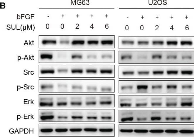 Sulfatinib inhibits OS migration through suppression of epithelial–mesenchymal transition (EMT). (A) The protein levels of EMT and metastatic markers were detected by Western blotting after 24 h sulfatinib treatment. (B) Sulfatinib inhibits phosphorylation of migration-related signal pathway induced by bFGF. (C) Immunohistochemistry for EMT- related markers (FGFR1, p-FGFR1, N-cadherin, and E-cadherin) in tumor sections after treatment (scale bar, 100 μm). OS, osteosarcoma; bFGF, basic fibroblast growth factor. Image collected and cropped by CiteAb from the following open publication (//pubmed.ncbi.nlm.nih.gov/37361567), licensed under a CC-BY license. Not internally tested by R&D Systems.