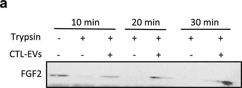 EV-bound FGF2 is protected from degradation. (A) Effect of EV binding on FGF2 thermal stability. FGF2 (10 ng/ml), alone or after incubation with EVs (8E + 8p) from different cell types for 1 h on ice, was placed at 37 °C for 24 h to challenge FGF2 thermal stability. Residual FGF2 activity was determined by (a) proliferation assay by BrDU incorporation and (b) ELISA assay to measure ESM-1 secretion. EVs from DF, MSC, HEK cells were tested. Results are mean ± SE of four independent experiments. Statistical significance was determined by one-way ANOVA (Dunnett’s multiple test), *< 0.05, **< 0.01, ***< 0.001, ****< 0.0001. (B) Effect of EV binding on FGF2 degradation by trypsin. FGF2 (10 ng), alone or after incubation with EVs from DF, MSC or HEK cells (8E + 8p) for 1 h on ice, was held at 37 °C with trypsin/EDTA (0.05%, diluted 1:2 v/v in 25 μl) for different time periods before loading on western blot to assess residual FGF2 protein. (a) Representative blot with CTL-EVs (b) Representative blot and quantification of FGF2 signal obtained after 10 min incubation with EVs from DF, MSC or HEK cells. Results are mean ± SE of 3–5 independent experiments. Statistical significance was determined by one-way ANOVA (Dunnett’s multiple test), *< 0.05. Original blots are shown in Suppl. Information. Image collected and cropped by CiteAb from the following open publication (//pubmed.ncbi.nlm.nih.gov/36550142), licensed under a CC-BY license. Not internally tested by R&D Systems.