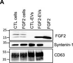 FGF2 is found at the outer surface of EVs secreted by dermal fibroblasts cultured in FGF2-containing medium. (A) FGF2, syntenin-1 and CD63 expression in DF cells and EV lysate (20 μg) was examined by western blot. Three isoforms of endogenous FGF2 were present in DF cells while FGF2-EVs contained the low molecular weight FGF2 isoform corresponding to recombinant FGF2. Original blots are shown in Suppl. Information. (B) Cells were cultured in the presence of His-tagged FGF2; western blot with 15 μg lysate and using anti-His antibody revealed the presence of His-FGF2 in secreted EVs. A shift in FGF2 size was also observed. Syntenin-1 was used as EV marker. Original blots are shown in Suppl. Information. (C) FGF2-EVs were loaded on a SEC column and collected fractions 8 and 9 (3E + 9p) were analyzed by western blot using antibodies for FGF2 and the EV markers CD63, CD81 and syntenin-1. Original blots are shown in Suppl. Information. For quantification, fractions were also analyzed by NTA. (D) FGF2 detection in FGF2-EVs by ELISA assay. Intact CTL- and FGF2-EVs (8E + 8p) were directly placed on FGF2 ELISA wells for external surface detection. FGF2-EVs were also treated with 0.1% triton and analyzed to detect internal FGF2. No FGF2 signal was detected in CTL-EVs. (E) FGF2 expression on FGF2-EVs was detected by flow cytometry. EVs were coupled to latex beads and labeled with FGF2 antibody before analysis by cytometry. Beads without EVs (beads) and beads labelled with goat IgG antibody (IgG) serve as negative controls. A representative plot is shown. Image collected and cropped by CiteAb from the following open publication (//pubmed.ncbi.nlm.nih.gov/36550142), licensed under a CC-BY license. Not internally tested by R&D Systems.