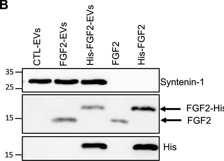 FGF2 is found at the outer surface of EVs secreted by dermal fibroblasts cultured in FGF2-containing medium. (A) FGF2, syntenin-1 and CD63 expression in DF cells and EV lysate (20 μg) was examined by western blot. Three isoforms of endogenous FGF2 were present in DF cells while FGF2-EVs contained the low molecular weight FGF2 isoform corresponding to recombinant FGF2. Original blots are shown in Suppl. Information. (B) Cells were cultured in the presence of His-tagged FGF2; western blot with 15 μg lysate and using anti-His antibody revealed the presence of His-FGF2 in secreted EVs. A shift in FGF2 size was also observed. Syntenin-1 was used as EV marker. Original blots are shown in Suppl. Information. (C) FGF2-EVs were loaded on a SEC column and collected fractions 8 and 9 (3E + 9p) were analyzed by western blot using antibodies for FGF2 and the EV markers CD63, CD81 and syntenin-1. Original blots are shown in Suppl. Information. For quantification, fractions were also analyzed by NTA. (D) FGF2 detection in FGF2-EVs by ELISA assay. Intact CTL- and FGF2-EVs (8E + 8p) were directly placed on FGF2 ELISA wells for external surface detection. FGF2-EVs were also treated with 0.1% triton and analyzed to detect internal FGF2. No FGF2 signal was detected in CTL-EVs. (E) FGF2 expression on FGF2-EVs was detected by flow cytometry. EVs were coupled to latex beads and labeled with FGF2 antibody before analysis by cytometry. Beads without EVs (beads) and beads labelled with goat IgG antibody (IgG) serve as negative controls. A representative plot is shown. Image collected and cropped by CiteAb from the following open publication (//pubmed.ncbi.nlm.nih.gov/36550142), licensed under a CC-BY license. Not internally tested by R&D Systems.