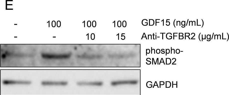 SMAD-activation by recombinant GDF15 in myeloma cell lines.A. Phosphorylation of SMAD1/5 or SMAD2 was determined using immunoblotting in IH-1 cells treated with BMP-9 (0.5 ng/mL), activin A (25 ng/mL) or indicated concentrations of GDF15 (100–400 ng/mL) for 1 hour. B. INA-6 cells were treated with GDF15 (200 ng/mL) and the inhibitor SB431542 (0–2.5 μM) for 1 hour before immunoblotting with anti-phospho-SMAD2. C. INA-6 cells were transiently transfected with siRNAs targeting ACVR1B/ALK4, ACVR1C/ALK7, TGFBR1/ALK5 and a non-targeting control siRNA. Two days after transfection the cells were treated with GDF15 (200 ng/mL) for 1 hour before immunoblotting with anti-phospho-SMAD2. D. Knock-down of receptors by siRNA in cells used in (C) as shown by QRT-PCR. Gene expression was calculated with the comparative  delta Ct-method with GAPDH as housekeeping gene. The error bars indicate SEM of three independent experiments. Asterisks above bars indicate the degree of significance for downregulation of each gene compared to control (*, P≤0.05; **, P≤0.01; and ***, P≤0.001). E. INA-6 cells were treated with GDF15 (100 ng/mL) and a neutralizing TGFBR2 antibody (10–15 μM) for 1 hour before immunoblotting with anti-phospho-SMAD2. F. INA-6 cells were treated with GDF15 (100 ng/mL) and the indicated soluble receptors (5 μg/mL for all except endoglin, which was 1 μg/mL) for 1 hour before immunoblotting with anti-phospho-SMAD2. Antibody staining towards GAPDH was used as loading control for all Western blots. The experiments were performed 2–3 times each. GDF15 used in this figure was from R&D Systems, Lot# EHF1713081. Image collected and cropped by CiteAb from the following open publication (//pubmed.ncbi.nlm.nih.gov/29161287), licensed under a CC-BY license. Not internally tested by R&D Systems.