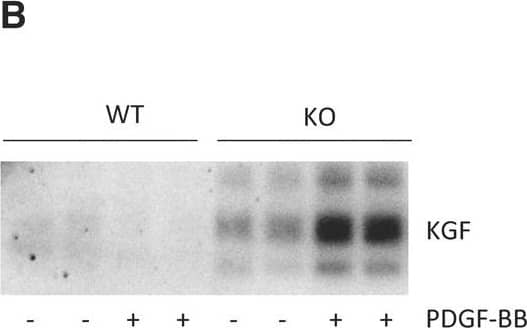 Upregulation of alveolar maintenance programmes by SESN2 inactivation. (A) KGF mRNA expression in WT and Sesn2 KO-MLFs quantified by qRTPCR. (B) Western blot of tenfold concentrated CM (left) and KGF protein concentrations in straight CM measured by ELISA (right) prepared from MLFs before and after PDGF-BB stimulation. (C) A549 cell proliferation in the presence of straight MLF CM ± neutralising anti-KGF antibody estimated by the CyQuant proliferation test. (D) Elastin expression in WT- and KO-MLFs target cells incubated with doubly conditioned A549/WT-MLF and A549/KO-MLF media. Representative western blot (left) and elastin levels in MLFs (right) quantified by densitometry. All results are represented as means ± s.e.m. from n=3 separate experiments. *P<0.05. Image collected and cropped by CiteAb from the following open publication (//pubmed.ncbi.nlm.nih.gov/24046361), licensed under a CC-BY license. Not internally tested by R&D Systems.