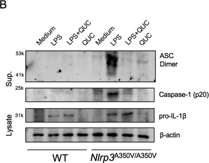 <b>Biological Strategies Validation. </b>Quercetin inhibits auto-reactive NLRP3 inflammasome.(A) IL-1 beta  concentrations in Nlrp3A350V/A350V and WT BMDM culture supernatants primed with LPS (500 ng/ml) for 90 min and treated with quercetin 1 h after LPS. (B) Supernatants of BMDM were analyzed by anti-ASC, anti-Caspase-1 immunoblotting. Lysates of BMDM were analyzed by anti-IL-1 beta  and anti-beta -actin immunoblotting. Data shown are representative of two or more experiments (means ± SD) ***p < 0.001. Image collected and cropped by CiteAb from the following publication (//pubmed.ncbi.nlm.nih.gov/28148962), licensed under a CC-BY license. Not internally tested by R&D Systems.