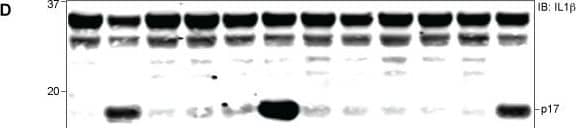<b>Biological Strategies Validation. </b>NLRP1A is activated by N-terminal proteolysis.(A) The amino acid sequence of the first 244 residues of NLRP1AB6 was aligned to NLRP1B129 and NLRP1BB6. The arrow above the alignment indicates the LF-cleavage site in NLRP1B129. (B) 293T cells were transfected for 36h with 200ng empty vector (V) or plasmids pcDNA3.1-HA-NLRP1B129 or -NLRP1AB6-MYC (CMV promoter) along with 200ng mCASP1 and 200ng mIL-1 beta  expression vectors. Cells were treated overnight with anthrax lethal toxin (LeTx, 1μg/ml) 24h post-transfection, and then lysates were analyzed by immunoblotting (IB) with the indicated antibodies. (C) 293T cells were transfected for 36h with plasmids encoding 400ng GFP-HA-NLRP1B129 or GFP-HA-NLRP1AB6 (under the control of the LTR promoter in pMSCV) or with mutants engineered to contain an N-terminal TEV protease site. Cells were also co-transfected with 100ng empty vector (V) or plasmids encoding TEV-protease (pTEV) or lethal factor protease (pLF), plus 300ng empty pMSCV. (D) To assess IL-1 beta  cleavage, cells were transfected as in C, but with 8ng of GFP-HA-NLRP1B and co-transfected with vectors encoding 200ng mCASP1 and 200ng mIL-1 beta . For panels B-D, data shown are representative of at least three similar experiments. Image collected and cropped by CiteAb from the following publication (//dx.plos.org/10.1371/journal.ppat.1006052), licensed under a CC-BY license. Not internally tested by R&D Systems.