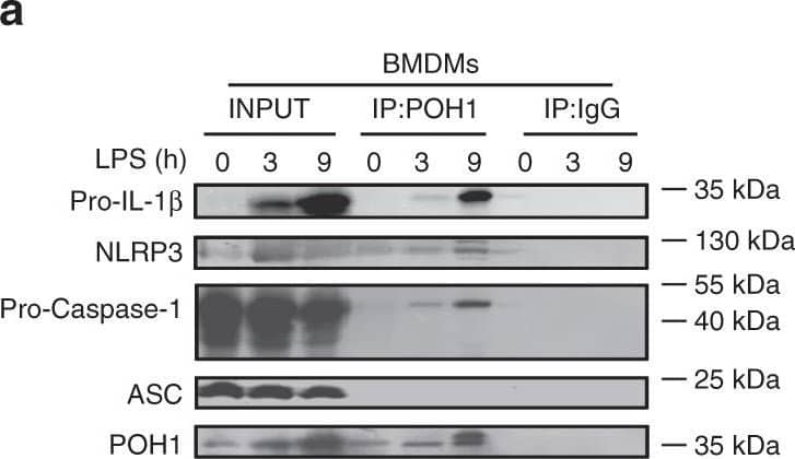 <b>Biological Strategies Validation. </b>POH1 negatively modifies K63-linked polyubiquitination of pro-IL-1 beta . a BMDMs stimulated with LPS for the indicated time periods were immunoprecipitated (IP) with an anti-POH1 or control IgG antibody and immunoblotted (IB) with the indicated antibodies. b HEK293T cells transfected with His-POH1 and either Flag-NLRP3, Flag-caspase-1 or Flag-ASC were subjected to IP with an anti-Flag antibody and IB with an anti-His antibody. c The lysates of HEK293T cells expressing Flag-POH1 and His-pro-IL-1 beta  were IP with an anti-Flag antibody and IB with an anti-His antibody in cell lysates. d HEK293T cells transfected with Vsv-ASC, V5-tagged pro-caspase-1, HA-tagged K48-only or K63-only Ub and His-tagged pro-IL-1 beta , along with or without Flag-tagged POH1, were subjected to IP with an anti-V5 antibody or anti-His antibody and then IB with the indicated antibodies. ePoh1 delta /+ and Poh1 delta / delta  BMDMs treated as indicated were subjected to IP with an anti-pro-IL-1 beta  antibody and IB with the indicated antibodies. f HEK293T cells were transfected with Flag-caspase-1, Vsv-ASC, His-pro-IL-1 beta , Flag-POH1 (WT) or Flag-H113Q-POH1, along with HA-tagged K63-only Ub, then cells were subjected to IP with an anti-His or control IgG antibody and IB with the indicated antibodies. Similar results were obtained from three independent experiments Image collected and cropped by CiteAb from the following publication (//pubmed.ncbi.nlm.nih.gov/30315153), licensed under a CC-BY license. Not internally tested by R&D Systems.