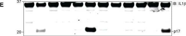 <b>Biological Strategies Validation. </b>The B6 variant of NLRP1B is not cleaved by LF but can form an inflammasome in response to proteolysis.(A) The amino acid sequence of the first 244 residues of NLRP1BB6 was aligned to the homologous sequence of NLRP1B129. The arrow above the alignment indicates the LF-cleavage site in NLRP1B129. Asterisks indicate sites of amino acid identity. (B) For detection of NLRP1B expression, 293T cells were transfected with the indicated amounts of and empty vector (V) or plasmids encoding GFP-HA-NLRP1B129 or GFP-HA-NLRP1BB6 (construct schematics and the predicted molecular weight of each protein is depicted in the upper panel). Cells were treated overnight with anthrax lethal toxin protein (LeTx, 1μg/ml) 24h post-transfection, and then lysates were analyzed by immunoblotting (IB) with the indicated antibodies. For NLRP1 expression and cleavage, CASP1 and IL1B were omitted to prevent cell death and resulting apparent differences of expression. For blots probed with anti-HA (NLRP1B), the lysates were not boiled prior to loading to prevent aggregation and smearing of full-length and FIIND-processed NLRP1B on the immunoblot. To visualize the N-terminal processed form of NLRP1B, the lysates were boiled and resolved on a separate gel. (C) 293T Cells were transfected with the same amount of titrated NLRP1B encoding plasmid and treated as in B, but transfections also included plasmids encoding mouse CASP1 (200ng), IL-1 beta  (200ng) and 200ng of empty vector. (D) For detection of NLRP1B expression, 293T cells were transfected for 36h with 250ng of plasmids encoding WT 129 or B6 NLRP1B or mutants engineered to express the TEV-protease site. Each plasmid was co-transfected with either 100ng of empty vector (V) or plasmids encoding TEV-protease (pTEV) or lethal factor protease (pLF), supplemented with 300ng empty vector (pMSCV). Cells were not treated with LeTx and lysates were analyzed by immunoblotting as in (B). (E) Cells were treated as in C, but with 8ng of plasmids encoding NLRP1B, al