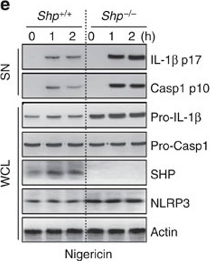 SHP deficiency increases caspase-1 cleavage and IL-1 beta  maturation.(a–e) LPS-primed BMDMs from SHP+/+ and SHP−/− mice were stimulated with ATP (5 mM, a,d), nigericin (15 μM, b,e), or transfected with polyinosine–polycytidylic acid (poly I:C, 5 μg ml−1, c) for the indicated durations. (a–c) Supernatants were collected and subjected to ELISA for interleukin (IL)-1 beta , IL-18 and tumour necrosis factor (TNF)-alpha . (d,e) IB analysis for IL-1 beta  p17 or caspase-1 p10 in supernatants (SN), SHP, pro-IL-1 beta  or pro-caspase-1 in whole-cell lysates (WCL). Actin was used as a loading control. *P<0.05; **P<0.01; ***P<0.001, compared with SHP+/+ cell cultures (two-tailed Student’s t-test). Data are the means±s.d. of values from four independent experiments (a–c). Data are representative of three independent experiments with similar results (d,e). Image collected and cropped by CiteAb from the following publication (//www.nature.com/articles/ncomms7115), licensed under a CC-BY license. Not internally tested by R&D Systems.