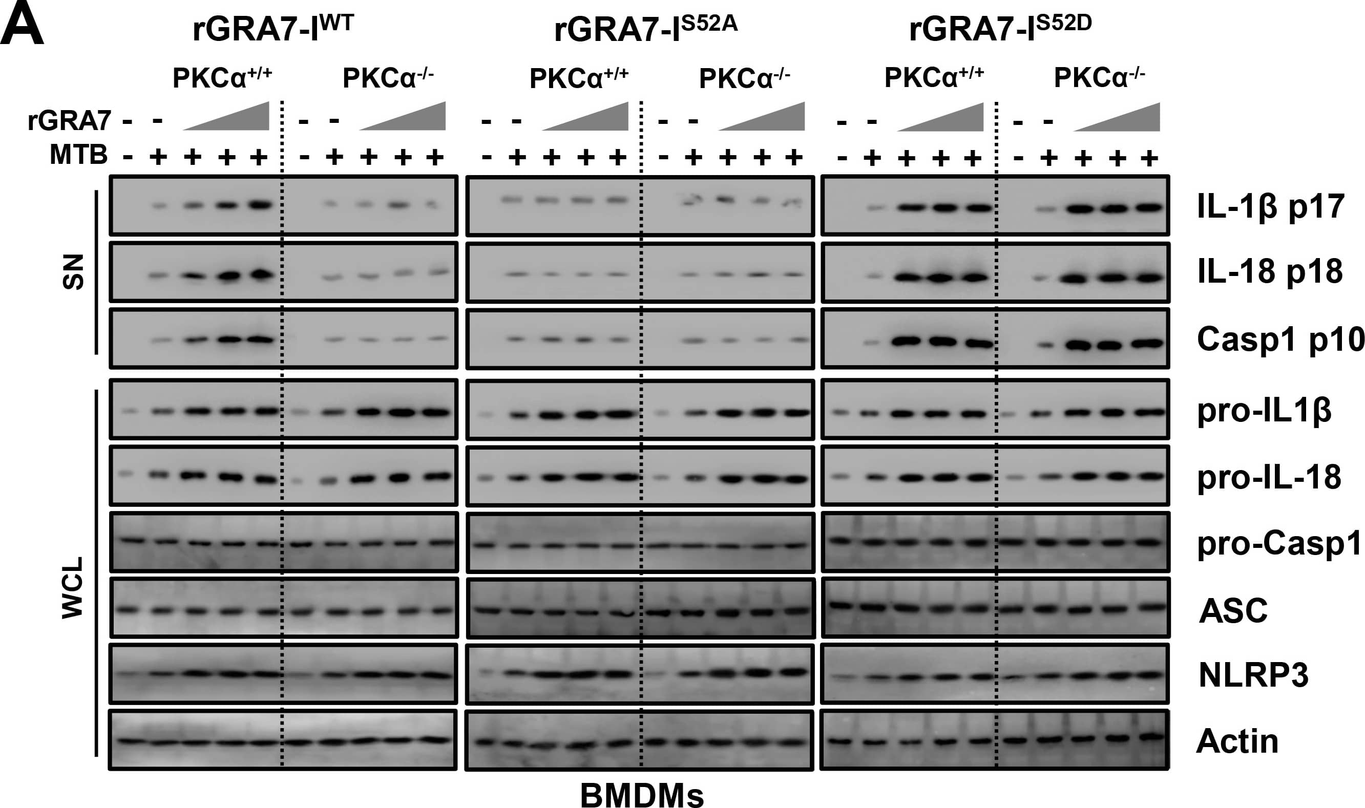 <b>Biological Strategies Validation. </b>GRA7-I-induced inflammasome activation was required for antimicrobial activity in MTB-infected macrophages.(A and B) BMDMs from PKC alpha +/+ and PKC alpha -/- mice (A) and BMDMs were transduced with lentivirus-shRNA-NS or lentivirus-shRNA-ASC for 2 days (B) infected with MTB (MOI = 1) for 4 h and then stimulated with rGRA7 (1, 5, 10 μg/ml) and its mutants for 18 h. IB analysis for IL-1 beta  p17, IL-18 p18, or caspase-1 p10 in supernatants (SN), ASC, NLRP3, pro-IL-1 beta , pro-IL-18, or pro-caspase-1 in whole-cell lysates (WCL). Actin was used as a loading control. (C and D) Intracellular survival of MTB was assessed by CFU assay. BMDMs were infected with MTB for 4 h, followed by treatment with rGRA7, and then lysed to determine intracellular bacterial loads. The data are representative of five independent experiments with similar results (A and B). Data shown are the mean ± SD of five experiments (C and D). Significant differences (*P < 0.05; **P < 0.01; ***P < 0.001) compared with rVector. CFU, colony-forming units. ns, not significant. Image collected and cropped by CiteAb from the following publication (//dx.plos.org/10.1371/journal.ppat.1006126), licensed under a CC-BY license. Not internally tested by R&D Systems.