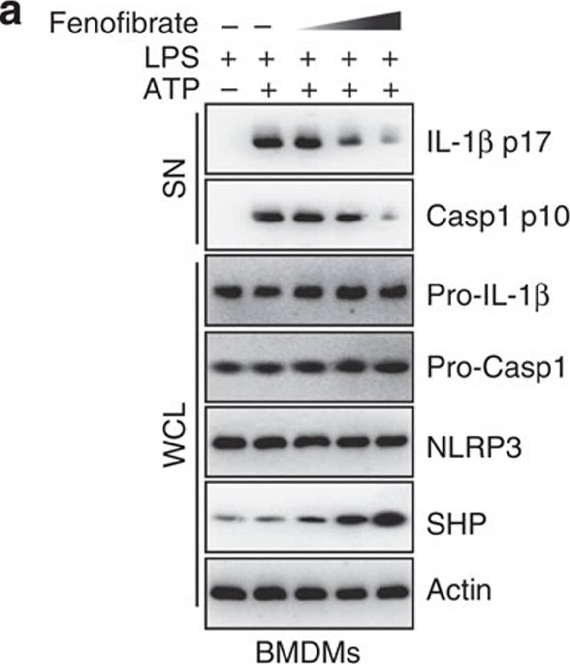 <b>Biological Strategies Validation. </b>SHP inhibits the signal 2 activation of NLRP3 inflammasome.(a,b) LPS-primed BMDMs were treated with fenofibrate (10, 20, 50 μM for 4 h), or (c,d) LPS-primed THP-1 cells were treated with recombinant macrophage-stimulating protein (MSP 10, 50, 100 ng ml−1 for 4 h), and then activated with ATP (5 mM) for 30 min, followed by IB analysis of IL-1 beta  p17 or caspase-1 p10 in supernatants (SN), pro-IL-1 beta  or pro-caspase-1 in whole-cell lysates (WCL), with actin as a loading control. Data are representative of three independent experiments (a,c). Supernatants were collected and subjected to ELISA for IL-1 beta , IL-18, TNF-alpha  and IL-8. Data are the means±s.d. of values from four independent experiments (b,d). *P<0.05; **P<0.01; ***P<0.001, compared with control (two-tailed Student’s t-test). FF, fenofibrate. Image collected and cropped by CiteAb from the following publication (//www.nature.com/articles/ncomms7115), licensed under a CC-BY license. Not internally tested by R&D Systems.