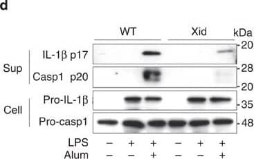 <b>Biological Strategies Validation. </b>BTK inhibitors and its dysfunctional mutation suppress NLRP3 inflammasome activation.(a) Enzyme-linked immunosorbent assay (ELISA) of human IL-1 beta  in supernatants and immunoblot analysis of human IL-1 beta  p17, caspase-1 p20/p22 in supernatants and pro-IL-1 beta  in cell lysates of THP-1-Mφs that were pretreated with the indicated inhibitors for 30 min and then stimulated with alum for 6 h. ELISA of murine IL-1 beta  (b,c) and TNF-alpha  (b) in supernatants of LPS-primed murine peritoneal macrophages that were pretreated with LFM-A13 and then stimulated with alum for 3 h. (d,e) Immunoblot analysis of the indicated proteins (d) and ELISA of murine IL-1 beta  and IL-6 in supernatants of LPS-primed peritoneal macrophages from Xid and WT mice stimulated with alum for 6 h. (f) ELISA of murine IL-1 beta  in supernatants of LPS-primed murine peritoneal macrophages pretreated with LFM-A13 and/or Syk inhibitor (R406), then stimulated with alum for 3 h. (g) ELISA of murine IL-1 beta  and immunoblot analysis of murine caspase-1 p20 in supernatant of LPS-primed murine peritoneal macrophages stimulated with the indicated NLRP3 inflammasome activators for 3 h. Immunoblot analysis of murine IL-1 beta  p17, caspase-1 p20 in supernatants, pro-IL-1 beta , pro-caspase-1 and ASC in cell lysates (h), and ELISA of murine IL-1 beta  in supernatants (i) of LPS-primed murine peritoneal macrophages that were pretreated with LFM-A13 and then stimulated with alum or poly(dA:dT) for 3 h. Data are representative of three independent experiments. Data are presented as mean±s.d. (triplicate). **P<0.01; ***P<0.003. Two-sided Student's t-test. Image collected and cropped by CiteAb from the following publication (//pubmed.ncbi.nlm.nih.gov/26059659), licensed under a CC-BY license. Not internally tested by R&D Systems.