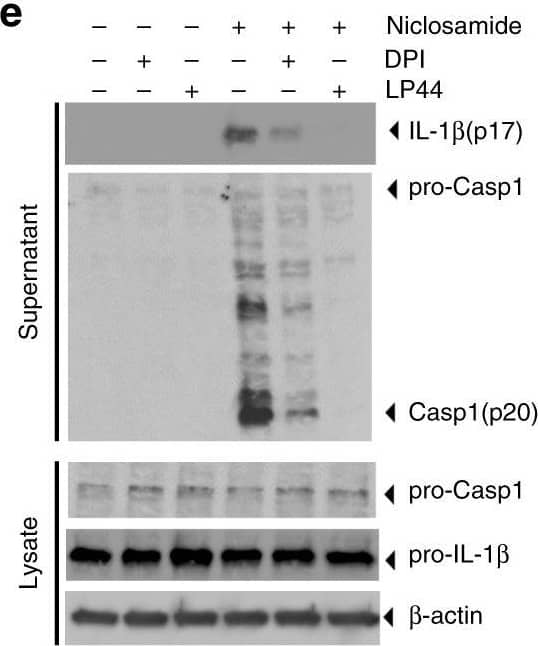 Niclosamide-biased suppressors prevent intracellular potassium loss. a Results of suppressor screens using nigericin (20 μM) or niclosamide (5 μM) as activators. Yellow circles indicate the top 60 validated activators. b, c Effect of niclosamide-biased suppressors on IL-1 beta  release. d Effect of suppressors on LDH release. e Immunoblot of biologically active IL-1 beta  (p17) and caspase-1 (Casp1; p20) after suppressor treatment. Data represent two independent experiments. Full gel images are shown in Supplementary Figure 14. f FACS analysis of mitochondrial ROS. Data represent three independent experiments. g Effect of suppressors on intracellular potassium level. h Rescue of IL-1 beta  release by nigericin following suppressor treatment. Numbers (1–3) represent experimental scheme illustrated above the figure panel. Data are mean ± s.d.; n = 3 (b, c), 4 (g), 5 (h), or 6 (d) biological replicates from one independent experiment; data are representative of two independent experiments. P values were determined by two-way ANOVA followed by Tukey’s multiple testing. *P < 0.05, ***P < 0.001, ****P < 0.0001 as indicated. THP-1 macrophages (a–e, h) or THP-1 macrophages expressing NLRP3 guide RNA (f, g) were used for measurements. 1 h suppressor treatment (10 μM DPI, 10 μM LP44, or as indicated) was followed by 1 h (f) or 6 h (b–e, g–h) activator treatment (1 μM niclosamide, 20 μM nigericin, 1 μM ouabain, or 250 μg mL−1 silica) in the presence of suppressors (b–h). Nigericin rescue (h) (20 μM) for 1 h was performed following 6 h niclosamide treatment Image collected and cropped by CiteAb from the following open publication (//pubmed.ncbi.nlm.nih.gov/30740538), licensed under a CC-BY license. Not internally tested by R&D Systems.