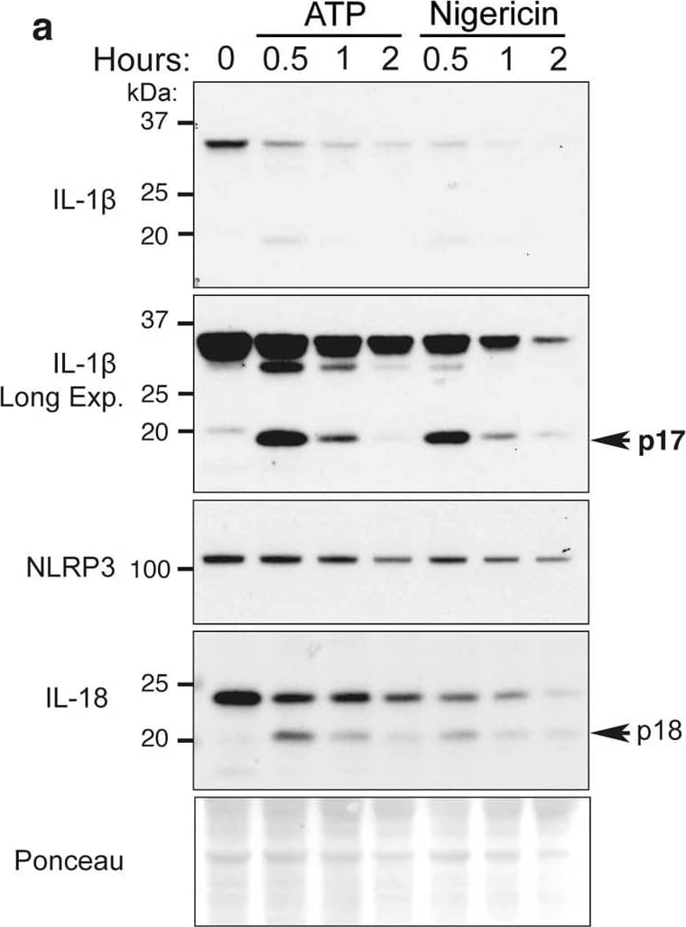 ATP and nigericin can augment proteasomal-mediated IL-1 beta  degradation.a BMDMs were primed with Lipopolysaccharide (LPS, 50 ng/ml) for 3 h and stimulated with ATP (5 mM) and Nigericin (10 μM) for up to 2 h. Total cell lysates were analyzed by immunoblot. One of three experiments. b, cCaspase-1−/− BMDMs were primed with LPS (50 ng/ml) for 3 h, and in the last 30 min of priming treated with MG132 (20 μM), as indicated. Cells were treated with b ATP (5 mM) and c Nigericin (10 μM) for up to 90 min. Immunoblots were performed on total cell lysates to detect the specified proteins. One of three experiments. d WT, Nlrp3−/−, Asc−/− and Caspase-1−/− BMDMs were primed with LPS (50 ng/ml) for 3 h and stimulated with ATP for 20 min. Ubiquitylated (Ub.) proteins were purified from cell lysates by Tandem Ubiquitin Binding Entities (TUBEs). Immunoblots were performed on cell lysates and TUBE isolated ubiquitylated proteins for the indicated proteins. One of two experiments. Image collected and cropped by CiteAb from the following open publication (//pubmed.ncbi.nlm.nih.gov/33976225), licensed under a CC-BY license. Not internally tested by R&D Systems.