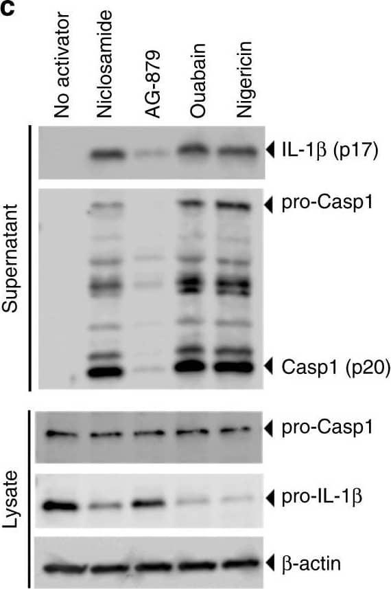 Identification of new NLRP3 inflammasome activators. a Schematic of activator-suppressor screens for IL-1 beta  release. b Effect of the top 3 activators (6 h treatment, this notation is used throughout the figure legends) on IL-1 beta  release (nigericin; positive control). c Immunoblot of biologically active IL-1 beta  (p17) and caspase-1 (Casp1; p20) following activator treatment (3 h). Data represent two independent experiments; full gel images are in Supplementary Figure 14. d Effect of gene knockout of NLRP3 inflammasome components on IL-1 beta  release (6 h). Guide RNA corresponding to non-targeting negative controls (N.Ctl) or gene-specific targets are indicated. e Effect of activators on LDH release (1 h, 3 h, 6 h). f Effect of P2RX7 antagonist on IL-1 beta  release (1 h A438079 pretreatment followed by 6 h activator treatment in the presence of A438079). Data are mean ± s.d.; n = 3 (b, f), 6 (e), or 8 (d) biological replicates from one independent experiment; data are representative of two independent experiments. P values were determined by two-way ANOVA followed by Tukey’s multiple testing (d, e). *P < 0.0001 compared to N.Ctl1 (d) or no activator control of each time point (e). THP-1 macrophages (b, c, e, f) or THP-1 macrophages expressing guide RNA (d) were used for measurements. Activators were used at 1 μM (niclosamide), 2.5 μM (AG-879), 1 μM (ouabain), 20 μM (nigericin), or 5 mM (ATP) (c–f) Image collected and cropped by CiteAb from the following open publication (//pubmed.ncbi.nlm.nih.gov/30740538), licensed under a CC-BY license. Not internally tested by R&D Systems.