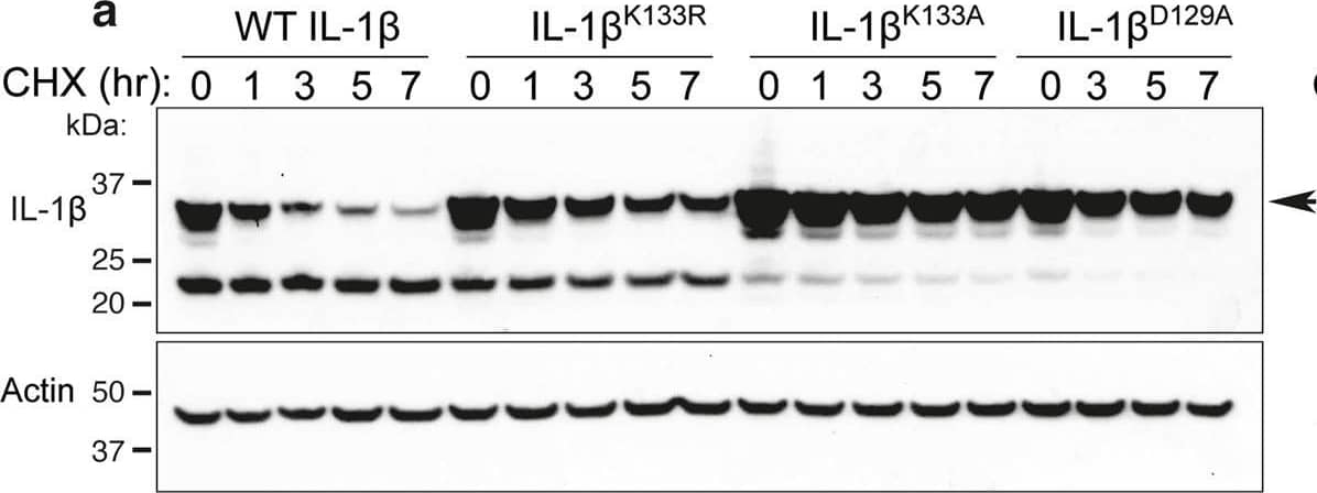 Loss IL-1 beta  K133 ubiquitylation or the IL-1 beta  K133:D129 salt bridge stabilizes IL-1 beta .a WT Il1b, Il1bK133A and Il1bD129A cDNAs were expressed in 293T cells and 48 h after transfection cells exposed to cycloheximide (CHX, 20 μg/ml) for up to 7 h. Cell lysates were immunoblotted for IL-1 beta  levels. The arrow indicates pro-IL-1 beta . Actin is included as a loading control. One of three experiments. b WT Il1b cDNA was transfected into 293T cells and after 48 h cells were cultured with MG132 (20 μM) as indicated for 15 min prior to cycloheximide (CHX, 20 μg/ml) treatment for up to 7 h. Immunoblots were performed on total cell lysates for IL-1 beta  protein levels. The arrow indicates pro-IL-1 beta . Actin is included as a loading control. One of two experiments. c 293T cells expressing WT IL-1 beta , IL-1 beta K133R, IL-1 beta K133A, IL-1 beta D129A and IL-1 beta D117A were co-transfected with Caspase-1 (250 or 500 ng) in the presence or absence of the pan-caspase inhibitor Z-VAD-fmk (50 μM) for 24 h. Immunoblots were performed on cell supernatants and total cell lysates for the indicated proteins. One of 2–3 experiments. d, e 293T cells expressing WT IL-1 beta , IL-1 beta K133R, IL-1 beta K133A, IL-1 beta S134A (phospho-ablating) and IL-1 beta S134E (phospho-mimetic) were co-transfected with 200 and 400 ng of d Caspase-1 or e Caspase-8, as indicated, for 24 h. IL-1 beta  secretion was analyzed by ELISA. Data are the mean + S.D of three independent experiments. Image collected and cropped by CiteAb from the following open publication (//pubmed.ncbi.nlm.nih.gov/33976225), licensed under a CC-BY license. Not internally tested by R&D Systems.