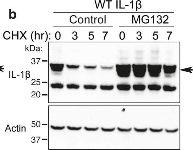 Loss IL-1 beta  K133 ubiquitylation or the IL-1 beta  K133:D129 salt bridge stabilizes IL-1 beta .a WT Il1b, Il1bK133A and Il1bD129A cDNAs were expressed in 293T cells and 48 h after transfection cells exposed to cycloheximide (CHX, 20 μg/ml) for up to 7 h. Cell lysates were immunoblotted for IL-1 beta  levels. The arrow indicates pro-IL-1 beta . Actin is included as a loading control. One of three experiments. b WT Il1b cDNA was transfected into 293T cells and after 48 h cells were cultured with MG132 (20 μM) as indicated for 15 min prior to cycloheximide (CHX, 20 μg/ml) treatment for up to 7 h. Immunoblots were performed on total cell lysates for IL-1 beta  protein levels. The arrow indicates pro-IL-1 beta . Actin is included as a loading control. One of two experiments. c 293T cells expressing WT IL-1 beta , IL-1 beta K133R, IL-1 beta K133A, IL-1 beta D129A and IL-1 beta D117A were co-transfected with Caspase-1 (250 or 500 ng) in the presence or absence of the pan-caspase inhibitor Z-VAD-fmk (50 μM) for 24 h. Immunoblots were performed on cell supernatants and total cell lysates for the indicated proteins. One of 2–3 experiments. d, e 293T cells expressing WT IL-1 beta , IL-1 beta K133R, IL-1 beta K133A, IL-1 beta S134A (phospho-ablating) and IL-1 beta S134E (phospho-mimetic) were co-transfected with 200 and 400 ng of d Caspase-1 or e Caspase-8, as indicated, for 24 h. IL-1 beta  secretion was analyzed by ELISA. Data are the mean + S.D of three independent experiments. Image collected and cropped by CiteAb from the following open publication (//pubmed.ncbi.nlm.nih.gov/33976225), licensed under a CC-BY license. Not internally tested by R&D Systems.