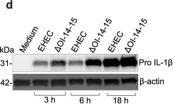 EhaF inhibits innate immune responses to EHEC infection.a–c, e–l Secretion of indicated cytokines by C57BL/6 or Tlr4−/− BMDMs infected with EHEC, the indicated isogenic mutant, or complement strains at an MOI of 50 (MOI of 50 for all infections hereafter unless otherwise indicated) or treated with 0.5 μg/ml LPS or 0.5 μg/ml Pam3CSK4 for 6 h (b, c, f, g, h, j, k) or 18 h (a, e, i, l). d Immunoblot for pro IL-1 beta  and  beta -actin in the lysates of BMDMs infected with EHEC or  delta OI-14-15 for the indicated times. m, n Fold increase in the expression of indicated genes in C57BL/6 or Tlr4−/− BMDMs infected with the indicated E. coli strains or treated with 0.5 μg/ml Pam3CSK4 relative to uninfected BMDMs (medium) as determined by real time quantitative PCR at 2 h post-stimulation. o, p Secretion of indicated cytokines by Caco2 cells infected with the indicated (on x-axis) MOI of EHEC or  delta EhaF for 24 h. a–c, e–p, Data (mean ± SEM) were from three independent experiments and each dot is a mean of each experiment’s technical replicates. d Immunoblot from one experiment representative of three independent experiments is shown. Statistical significance was assessed using one-way ANOVA (a–c, e–i) or two-way ANOVA (j–p) followed by Tukey’s post-test. p < 0.05 indicated statistical significance. Multiplicity adjusted p values are presented. Source data are provided as a Source Data file. Image collected and cropped by CiteAb from the following open publication (//pubmed.ncbi.nlm.nih.gov/37041208), licensed under a CC-BY license. Not internally tested by R&D Systems.