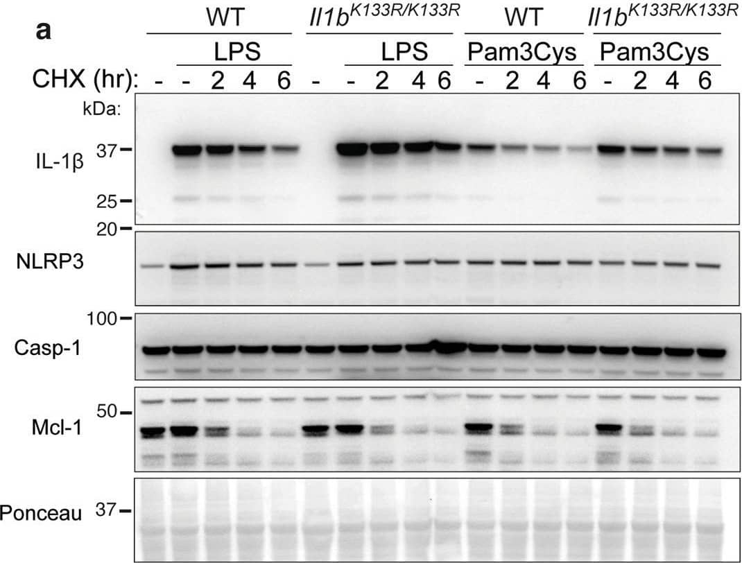 Loss of K133 ubiquitylation in mice stabilizes IL-1 beta  and increases IL-1 beta  activation.a. WT and Il1bK133R/K133R BMDMs were primed with Lipopolysaccharide (LPS, 50 ng/ml) or Pam3Cys-Ser-(Lys)4 (Pam3Cys, 500 ng/ml) for 3 h with Q-VD-OPh (20 μM) added in the last 30 min of priming. Cells were then treated with the protein synthesis inhibitor cycloheximide (CHX, 20 μg/ml) for up to 6 h. Total cell lysates were analyzed for the indicated proteins by immunoblot. One of four experiments. b, c WT and Il1bK133R/K133R BMDMs were primed with LPS (50 ng/ml) for 3 h and then treated with ATP (5 mM) and Nigericin (10 μM) for the times indicated in Opti-MEM media. b IL-1 beta  and c TNF levels were measured in cell supernatants by ELISA. Data are the mean + SD of two independent experiments combined using three mice of each genotype. d WT and Il1bK133R/K133R BMDMs were primed with LPS (50 ng/ml) for 3 h and treated with ATP (5 mM) and Nigericin (10 μM) for up to 60 min in Opti-MEM media. Cell supernatants and lysates were analyzed by immunoblot for the indicated proteins. One of three experiments. e WT and Il1bK133R/K133R neutrophils sorted from bone marrow were primed with IFN gamma  (50 ng/ml, 1 h) and then treated with LPS (100 ng/ml) for a further 3 h. Cells were then stimulated with Nigericin (10 μM) for up to 6 h, as indicated. Cell supernatants and lysates were analyzed by immunoblot for the specified proteins. One of three experiments. Image collected and cropped by CiteAb from the following open publication (//pubmed.ncbi.nlm.nih.gov/33976225), licensed under a CC-BY license. Not internally tested by R&D Systems.