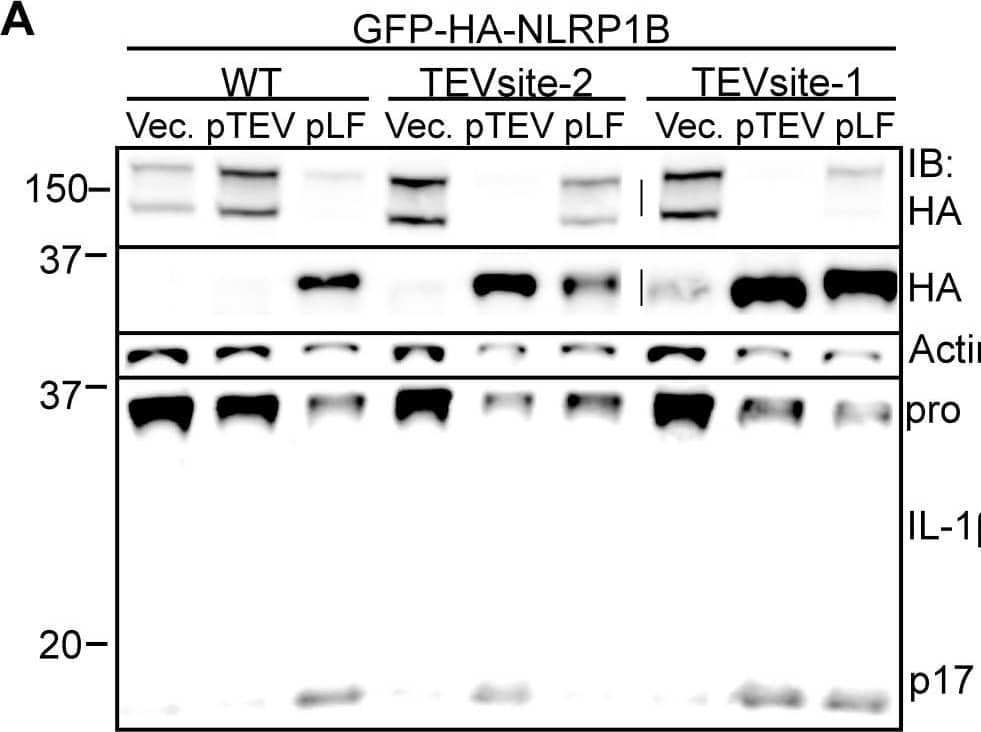 Cleavage of NLRP1B is sufficient to promote inflammasome activation.A) 293T cells were transfected with WT, TEV-site2 or TEV-site1 GFP-HA-NLRP1B along with empty vector, TEV expression vector, or a LF expression plasmids. In all conditions cells were also co-transfected with Casp1 and Il1b expression vectors. Cleavage of GFP-HA-NLRP1B and IL-1 beta  was determined 24 h post transfection. B) Immortalized B6 macrophages were transduced with a retrovirus encoding the indicated GFP-HA-NLRP1B form followed by a sequential transduction with a TEV-expression retrovirus co-expressing THY1.1. Percent transduction was determined by measuring expression of the respective retroviral integration markers (GFP and anti-THY1.1-PE-Cy7) by flow cytometry, and are expressed in relative fluorescent units (RFU). The numbers within each quadrant represent the percentage of live cells within the respective quadrant. C) RAW264.7 macrophages were transduced with GFP-HA-NLRP1B and a Tet-On construct expressing the indicated gene. Cells were treated with 5 µg/ml doxycycline for 20 h and supernatants were assayed for LDH release. D) 293T cells were transfected with empty vector, FL-NLRP1B-HA, the truncated NLRP1B-HA, or  delta LRR HA-NLRP1B, along with Casp1 and Il1b and assayed by immunoblotting. Image collected and cropped by CiteAb from the following open publication (//pubmed.ncbi.nlm.nih.gov/23818853), licensed under a CC-BY license. Not internally tested by R&D Systems.