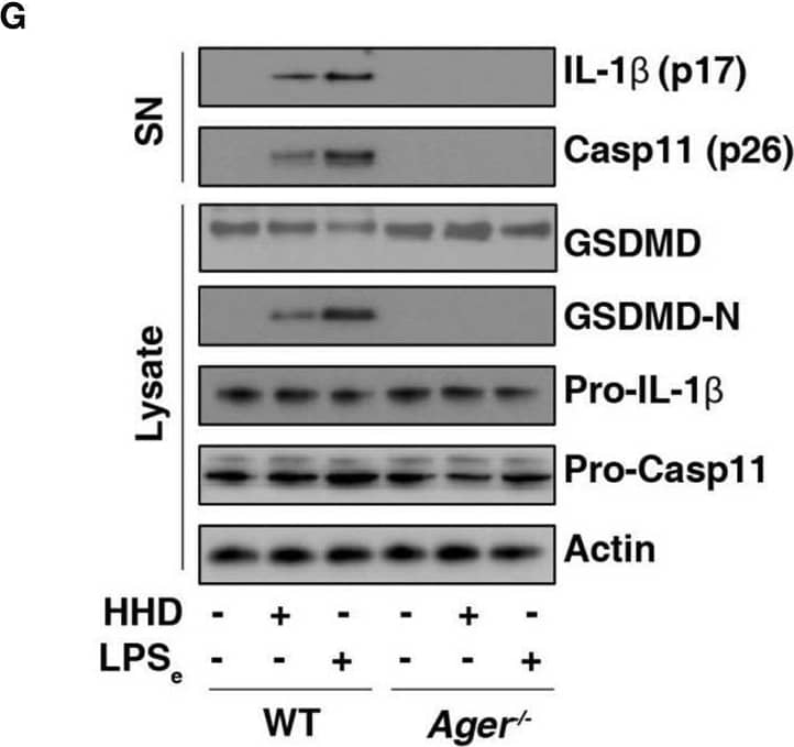 AGER is required for caspase-11 inflammasome activation. (A–C) Analysis of cytotoxicity (A), IL-1 beta  release (B), and IL-18 release (C) in LPS-primed BMDMs after HHD treatment (500 ng/ml, 16 h) in the absence or presence of FPS-ZM1 (100 nM, 500 nM, and 1 μM). n = 3, data expressed as means ± SD of three independent experiments, *P < 0.05 vs. HHD group, t test. (D–F) Analysis of cytotoxicity (D), IL-1 beta  release (E), and IL-18 release (F) in indicated LPS-primed BMDMs after HHD treatment (500 ng/ml, 16 h), LPS electroporation (LPSe; 1 μg, 16 h), or E. coli infection (MOI = 25, 16 h). n = 3, data expressed as means ± SD of three independent experiments, *P < 0.05 vs. WT group, t test. (G) Western blot analysis of indicated proteins in the supernatant (SN) or cell lysate in LPS-primed BMDMs after HHD treatment (500 ng/ml, 16 h) or LPS electroporation (LPSe; 1 μg, 16 h). Western blot data represent two independent experiments. Image collected and cropped by CiteAb from the following open publication (//pubmed.ncbi.nlm.nih.gov/31440260), licensed under a CC-BY license. Not internally tested by R&D Systems.
