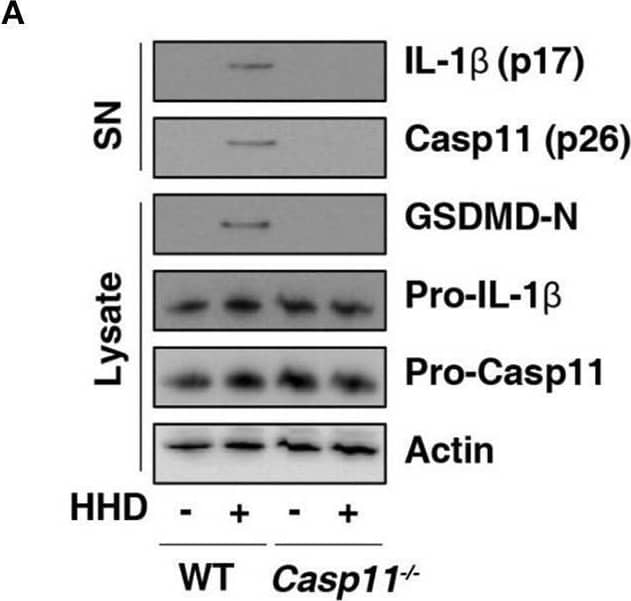 GSDMD is required for nuclear DAMP complex-induced pyroptosis. (A) Western blot analysis of indicated proteins in the supernatant (SN) or cell lysate in indicated LPS-primed BMDMs after HHD treatment (500 ng/mL, 16 h). (B–G) Analysis of cytotoxicity (B), IL-1 beta  (C), IL-18 (D), TNF (E), IL-6 (F), and IL-12 (G) release in indicated LPS-primed BMDMs after HHD treatment (500 ng/mL, 16 h) in the absence or presence of the overexpression of GSDMD WT or D275A cDNA. n = 3, data expressed as means ± SD of three independent experiments, *P < 0.05, t test. Western blot data represent two independent experiments. Image collected and cropped by CiteAb from the following open publication (//pubmed.ncbi.nlm.nih.gov/31440260), licensed under a CC-BY license. Not internally tested by R&D Systems.