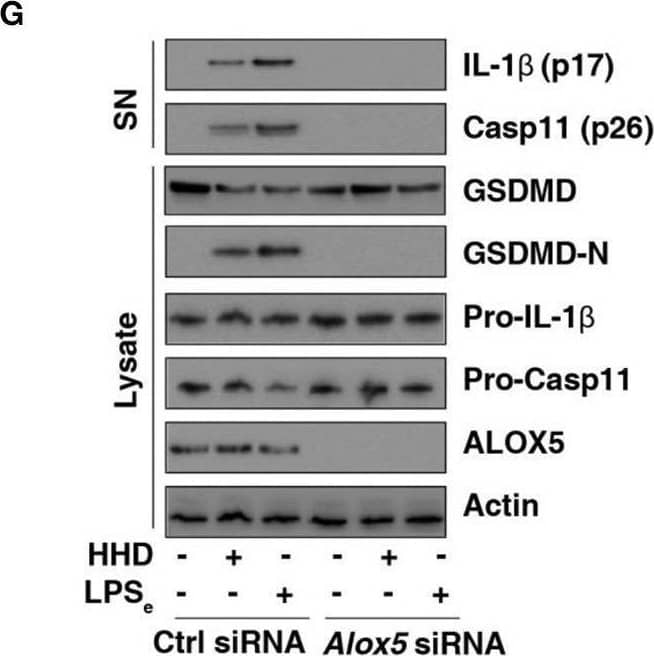 AGER-mediated lipid peroxidation promotes caspase-11 inflammasome activation. (A–C) Analysis of lipoxygenase activity (A), MDA level (B), and 4-HNE level (C) in indicated LPS-primed BMDMs after HHD treatment (500 ng/ml, 16 h) or LPS electroporation (LPSe; 1 μg, 16 h) in the absence or presence of FPS-ZM1 (1 μM). n = 3, data expressed as means ± SD of three independent experiments, *P < 0.05, t test. (D–F) Analysis of cytotoxicity (D), IL-1 beta  release (E), and IL-18 release (F) in indicated LPS-primed BMDMs after HHD treatment (500 ng/ml, 16 h) or LPS electroporation (LPSe; 1 μg, 16 h) in the absence or presence of zileuton (5 μM). n = 3, data expressed as means ± SD of three independent experiments, *P < 0.05, t test. (G) Western blot analysis of indicated proteins in the supernatant (SN) or cell lysate in LPS-primed BMDMs after HHD treatment (500 ng/ml, 16 h) or LPS electroporation (LPSe; 1 μg, 16 h). Western blot data represent two independent experiments. Image collected and cropped by CiteAb from the following open publication (//pubmed.ncbi.nlm.nih.gov/31440260), licensed under a CC-BY license. Not internally tested by R&D Systems.