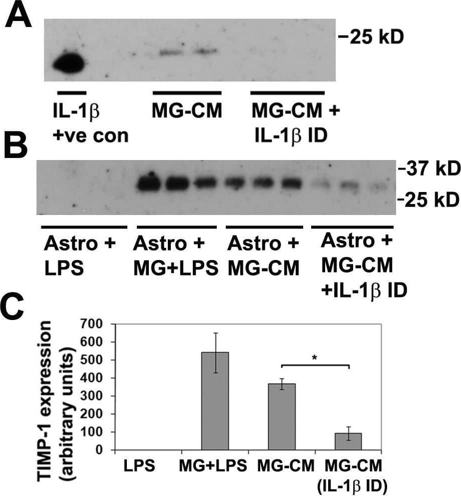 Examining the role of microglia-derived IL-1 beta  in promoting astrocyte TIMP-1 expression. A. Determination of IL-1 beta  in LPS-activated MG-CM. Microglial cultures were treated with LPS for 2 days, then subject to either six rounds of IL-1 beta  immunodepletion, or mock depletion, as described in Materials and Methods, and samples analyzed for the presence of IL-1 beta . Note that IL-1 beta  was detected in the LPS-activated MG-CM before, but not after the IL-1 beta  immunodepletion, demonstrating the effectiveness of the immunodepletion strategy. B and C. The effect of removing IL-1 beta  from LPS-activated MG-CM on astrocyte TIMP-1 production. Pure astrocyte cultures received either: LPS, microglia + LPS, LPS-activated MG-CM (mock depleted) or LPS-activated MG-CM depleted of IL-1 beta . Note that the presence of LPS-activated microglia or LPS-activated MG-CM strongly induced TIMP-1 expression in astrocytes, but this effect was markedly attenuated after IL-1 beta  removal from the MG-CM. * p < 0.02. Image collected and cropped by CiteAb from the following open publication (//pubmed.ncbi.nlm.nih.gov/21631912), licensed under a CC-BY license. Not internally tested by R&D Systems.