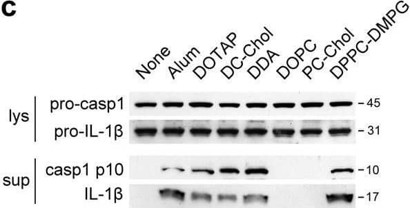 Charged liposomes activate the NLRP3 inflammasome to induce IL-1 beta  secretion ELISA for IL-1 beta  from the supernatants of (a) LPS-primed wild-type BMDMs or (b) PMA-primed THP1 cells that were stimulated with either the indicated liposomes (30 μg/ml for BMDMs and 50 μg/ml for THP1 cells) or alum (250 μg/ml for BMDMs and 500 μg/ml for THP1 cells). (c) Immunoblots of procaspase-1, activated caspase-1 (p10), pro-IL-1 beta  and cleaved IL-1 beta  (p17) in the culture supernatants (Sup) and cell lysates (Lys) from LPS-primed BMDMs after stimulation with indicated liposomes or alum. (d) IL-1 beta  from supernatants of LPS-primed BMDMs that were pretreated with caspase-1 inhibitor (z-YVAD-fmk, 10 μM) for 45 min followed by stimulations with indicated liposomes or alum. (e) ELISA for IL-1 beta  from the supernatants of LPS-primed or unprimed wild-type BMDMs that were stimulated with indicated liposomes (30 μg/ml) or alum (250 μg/ml). (f) The IL-1 beta  levels from the supernatants of LPS-primed immortalized mouse macrophages from wild-type, Nlrp3−/−, Asc−/−, Caspase-1−/− or Nlrc4−/− mice that were stimulated with liposomes (70 μg/ml). (g) ELISA for IL-1 beta  from the supernatants of LPS-primed wild-type BMDMs that were cultured in 150 mM of KCl or NaCl followed by stimulation with liposomes or alum. Data in a, b and d–g are shown as mean ± s.d., and all data are representative of at least three independent experiments. Image collected and cropped by CiteAb from the following open publication (//pubmed.ncbi.nlm.nih.gov/23511475), licensed under a CC-BY license. Not internally tested by R&D Systems.