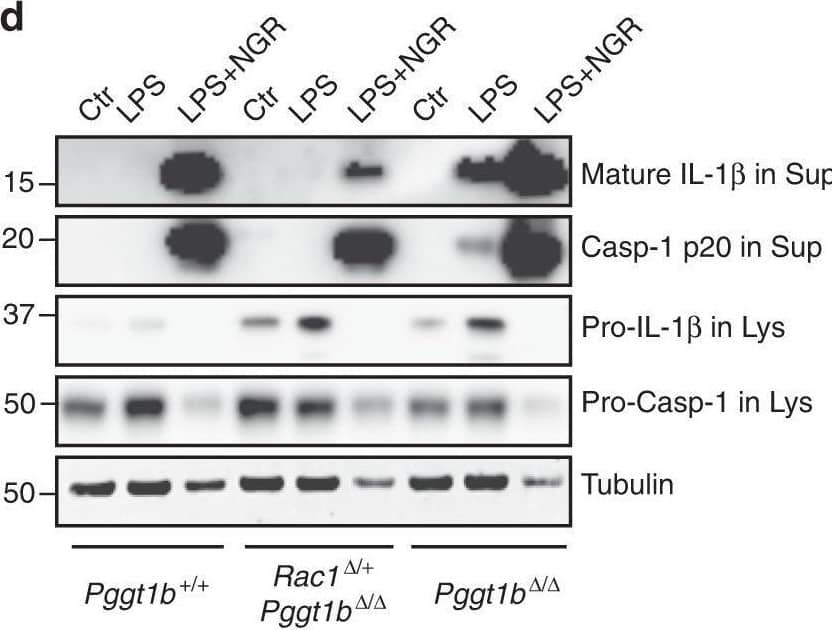 Rac1 haploinsufficiency rescues arthritis & inflammatory signaling in Pggt1b delta / delta  mice. d WBs showing levels of mature Il-1 beta  & caspase-1 in supernatants (Sup), & pro-Il-1 beta  & pro-caspase-1 in lysates (Lys) of LPS (200 ng/ml) stimulated BM macrophages; tubulin in lysates was used as a loading control. The antibiotic nigericin (28 mM) was used as a positive control for inflammasome-mediated caspase-1 activation & Il-1 beta  production. Image collected & cropped by CiteAb from the following open publication (//pubmed.ncbi.nlm.nih.gov/31484924), licensed under a CC-BY license. Not internally tested by R&D Systems.