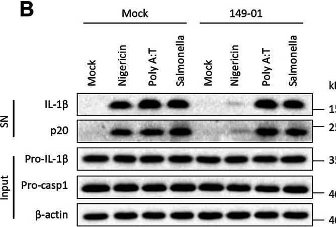 149-01 does not affect the activation of AIM2, NLRC4, or Pyrin inflammasomes. (A–C) BMDMs were first primed with LPS, then treated with or without 149-01 (600 nM) for 30 min, lastly stimulated with nigericin, poly (A/T), Salmonella or C3 toxin. (A,C) IL-1 beta  releases in supernatants were detected by ELISA. (B) Active IL-1 beta  and p20 in supernatants and pro-IL-1 beta , pro-caspase-1 and  beta -actin in cell lysates were measured by western blot. Data are obtained from three independent experiments, each with two biological replicates and are expressed as mean ± s. e.m (n = 6) (A,C), or are representative of three independent experiments (B). One-way ANOVA was applied to calculate statistical significance: ***p <.001, NS, not significant. Image collected and cropped by CiteAb from the following open publication (//pubmed.ncbi.nlm.nih.gov/35250572), licensed under a CC-BY license. Not internally tested by R&D Systems.