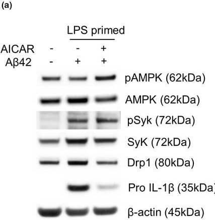 AMPK activation restores A beta 42‐induced mitochondrial hyperfission and inflammasome activation in LPS‐primed microglia. LPS‐primed microglia were pretreated with AICAR (1 mM) for 1 h and then treated with A beta 42 for 24 h. (a–e) Representative immunoblot (a) and densitometric quantifications (b–e) of the protein levels of pAMPK, AMPK, pSyk, Syk, Drp1, pro‐IL‐1 beta , and  beta ‐actin in total cell lysate. (f–g) MitoSOX (red) and DAPI (blue) staining and quantification of MitoSOX fluorescence intensity. Scale bar: 10 μm. (h) Immunostaining of ASC (red) and DAPI (blue). Scale bar: 10 μm. (i) Percentages of microglia containing ASC foci were counted. Data are shown as mean ± SEM from at least three independent experiments and are analyzed by one‐way ANOVA and Tukey's multiple comparisons test. *p < 0.05, **p < 0.01, ***p < 0.001, and ****p < 0.0001 Image collected and cropped by CiteAb from the following open publication (//pubmed.ncbi.nlm.nih.gov/35474599), licensed under a CC-BY license. Not internally tested by R&D Systems.