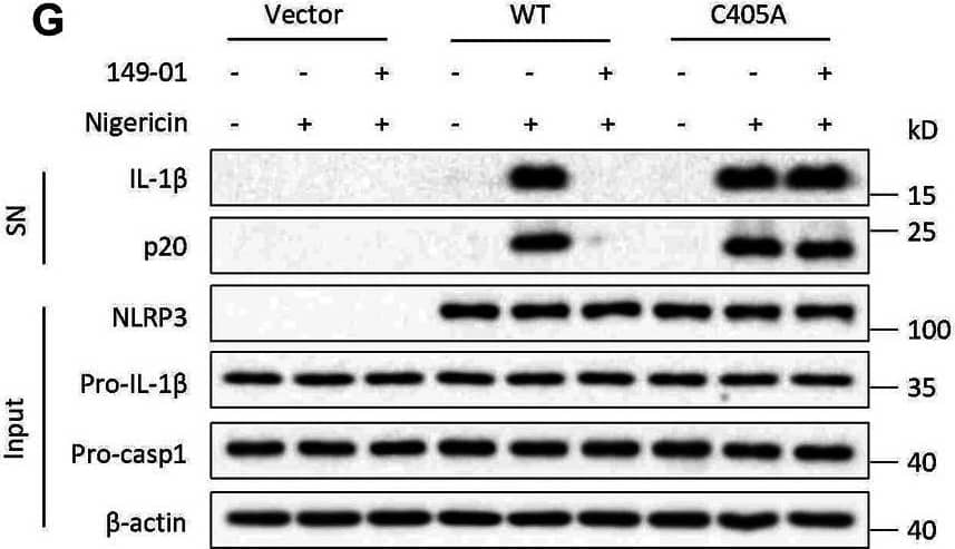 149-01 targets Cys409 of NLRP3. HEK-293T cells transfected with Flag-tagged NACHT (A), LRR (B), PYD (C), or NACHT (C409A) (D) were lysed and the cell lysates incubated overnight with or without 149-01 (80 μM) before pronase digestion were detected by western blot. (E) The interactions between NEK7 and WT or mutant NLRP3 in HEK-293T cells treated with or without 149-01 (3 μM) were evaluated by IP and western blot. (F,G)Nlrp3−/− BMDMs reconstituted with mouse WT or mutant NLRP3 were first primed with LPS, then treated with or without 149-01 (600 nM) for 30 min, lastly stimulated with nigericin. (F) IL-1 beta  releases in supernatants were detected by ELISA. (G) Active IL-1 beta  and p20 in supernatants and NLRP3, pro-IL-1 beta , pro-caspase-1 and  beta -actin in cell lysates were measured by western blot. Data are obtained from three independent experiments, each with two biological replicates and are expressed as mean ± s. e.m (n = 6) (F), or are representative of three independent experiments (A–E,G). One-way ANOVA was applied to calculate statistical significance: ***p <.001, NS, not significant. Image collected and cropped by CiteAb from the following open publication (//pubmed.ncbi.nlm.nih.gov/35250572), licensed under a CC-BY license. Not internally tested by R&D Systems.