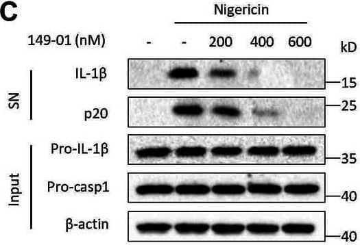Identification of 149-01 as a highly potent inhibitor for NLRP3 inflammasome. (A) 149-01 structure. (B–F) BMDMs were first primed with LPS for 3 h, then pretreated with indicated doses of 149-01 (200-600 nM) for 30 min, lastly stimulated with nigericin. (B) IL-1 beta  releases in supernatants were detected by ELISA. (C) Active IL-1 beta  and p20 (cleaved caspase-1) in supernatants (SN) and pro-IL-1 beta , pro-caspase-1 and  beta -actin in cell lysates (Input) were measured by western blot. (D) The release of LDH in supernatants. (E) IL-6 and (F) TNF-alpha  secretion levels in supernatants were determined by ELISA. (G,H) BMDMs were first primed with LPS, then treated with or without 149-01 (600 nM) for 30 min, lastly stimulated with nigericin, ATP or MSU. (G) IL-1 beta  releases in supernatants were detected by ELISA. (H) Active IL-1 beta  and p20 in supernatants and pro-IL-1 beta , pro-caspase-1 and  beta -actin in cell lysates were measured by western blot. (I,J) PBMCs were first primed with LPS for 3 h, then pretreated with indicated doses of 149-01 for 30 min, lastly stimulated with nigericin. (I) IL-1 beta  and (J) TNF-alpha  secretion levels in supernatants were determined by ELISA. Data are obtained from three independent experiments, each with two biological replicates and are expressed as mean ± s. e.m (n = 6) (B,D–G,I,J), or are representative of three independent experiments (C,H). One-way ANOVA was applied to calculate statistical significance: ***p <.001. Image collected and cropped by CiteAb from the following open publication (//pubmed.ncbi.nlm.nih.gov/35250572), licensed under a CC-BY license. Not internally tested by R&D Systems.