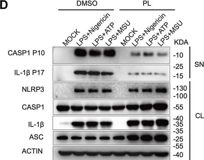 PL inhibits ATP or MSU-induced NLRP3 inflammasome activation. (A–C) ELISA of IL-1 beta  (A), TNF-alpha  (B), and release of LDH (C) in supernatants from LPS-primed mouse peritoneal macrophages treated with 10 μM PL or DMSO and stimulated with ATP or MSU. (D) Immunoblot of supernatants or cell lysates from LPS-primed mouse peritoneal macrophages treated with 10 μM PL and stimulated with indicated stimuli. All data were representative of three independent experiments. Values shown are mean ± SD. For statistical analysis, A, B, and C were analyzed using two-way ANOVA and the Bonferroni test; **p < 0.01; ***p < 0.001; ****p < 0.0001. Image collected and cropped by CiteAb from the following open publication (//pubmed.ncbi.nlm.nih.gov/35095532), licensed under a CC-BY license. Not internally tested by R&D Systems.